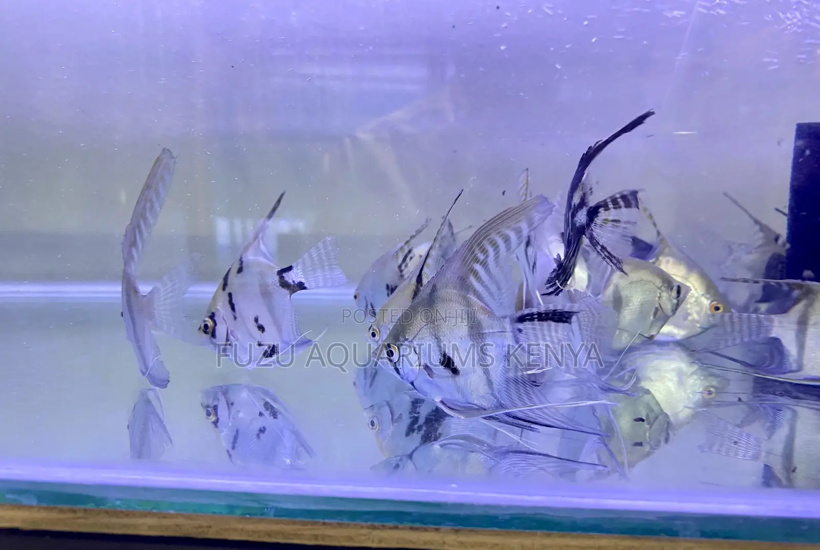 Tank-Raised Angelfish – Healthy Strong