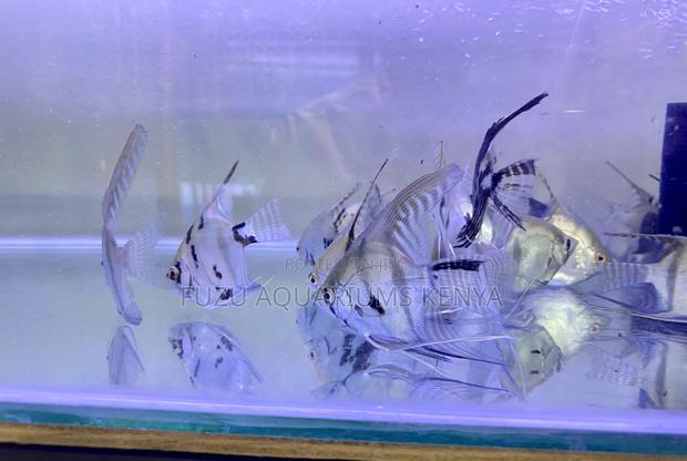 Tank-Raised Angelfish – Healthy Strong - main view