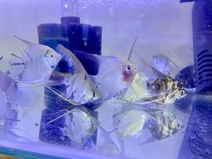 Serene Angelfish – Peaceful Presence - thumbnail 2