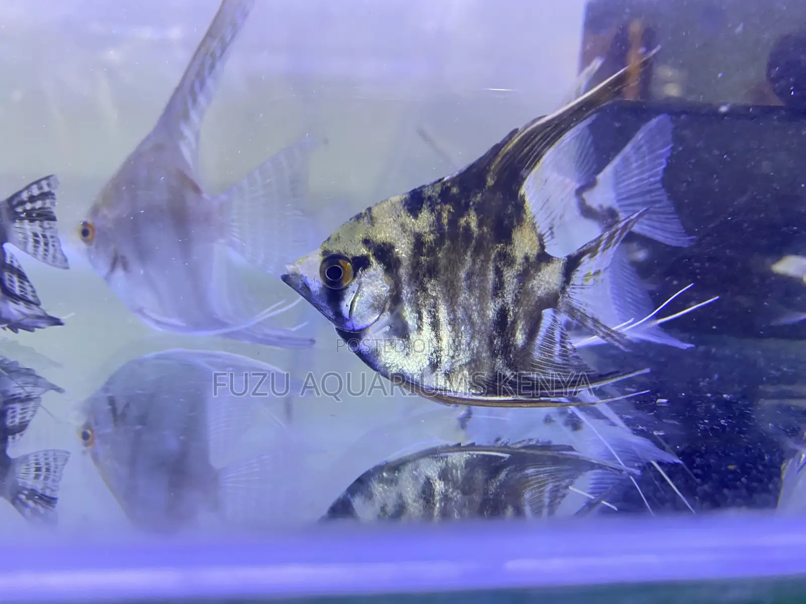 Freshwater Beauties – Angelfish for Sale