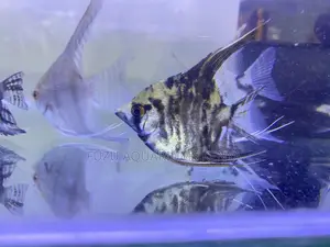 Freshwater Beauties – Angelfish for Sale