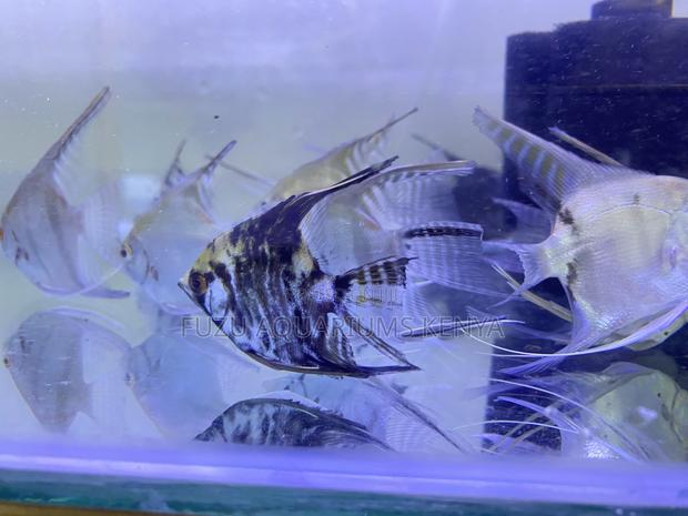 Healthy Angelfish Available - main view
