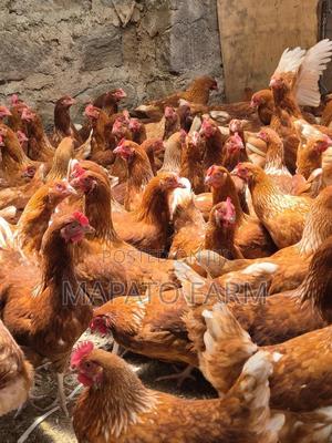 Commercial Chicken Layers - main view