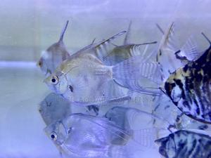 Add Elegance to Your Tank With Angelfish - thumbnail 2