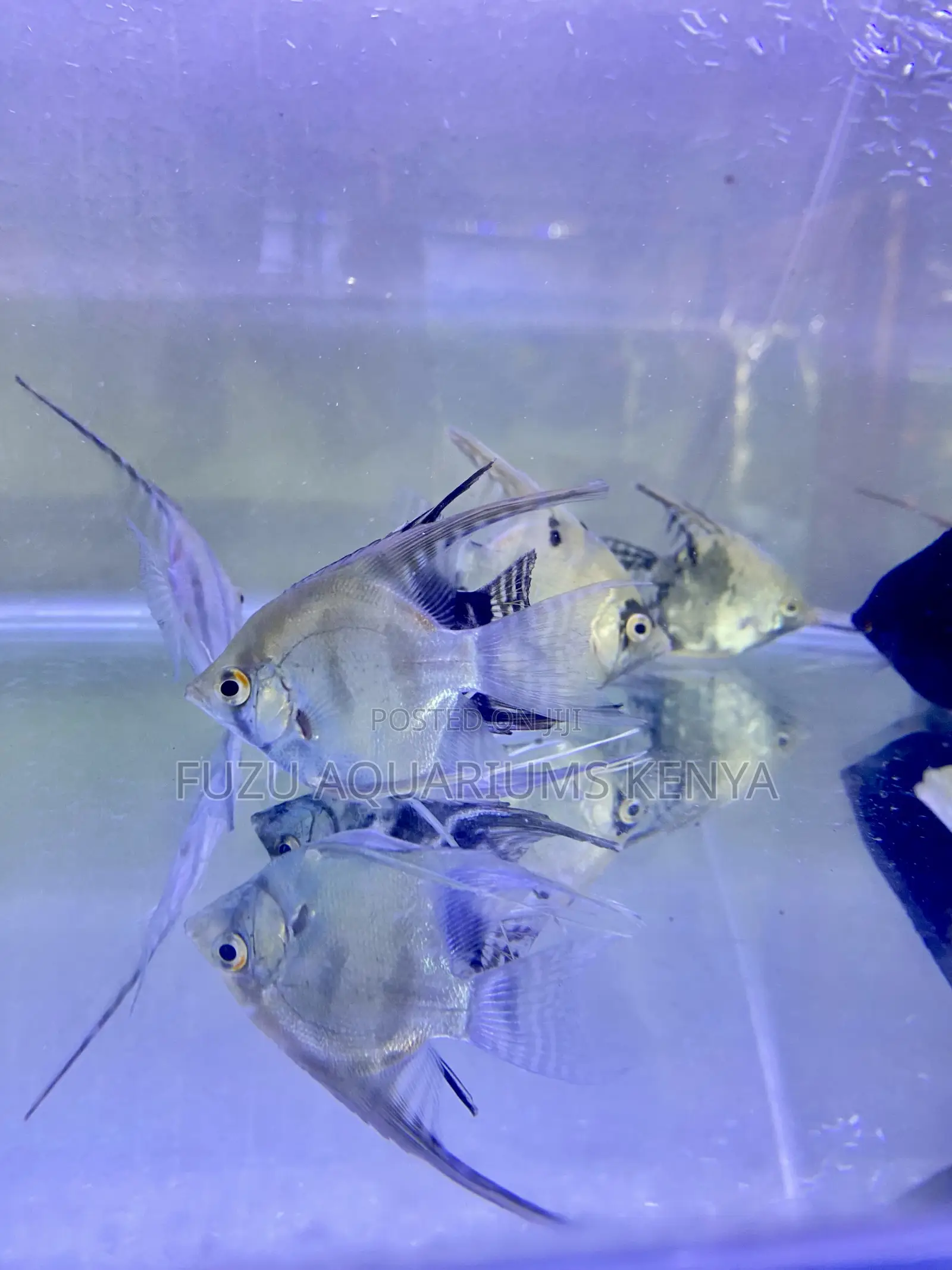 Group Deals on Angelfish – Buy More, Save More