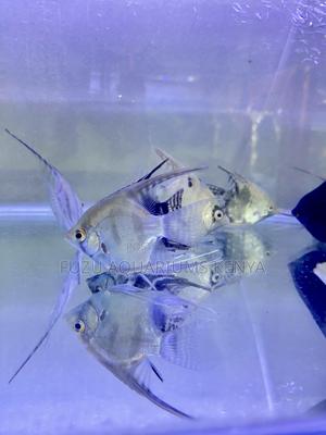 Group Deals on Angelfish – Buy More, Save More - thumbnail 2