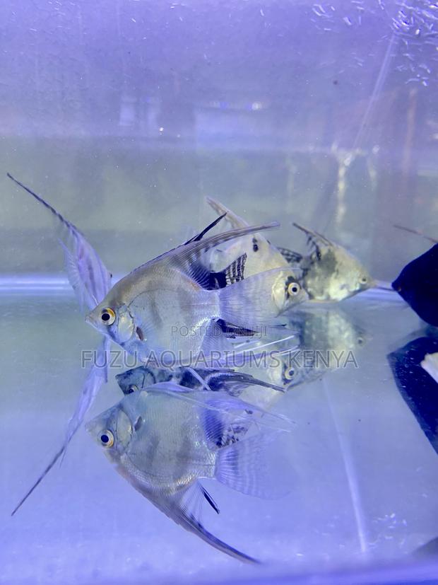 Group Deals on Angelfish – Buy More, Save More - main view