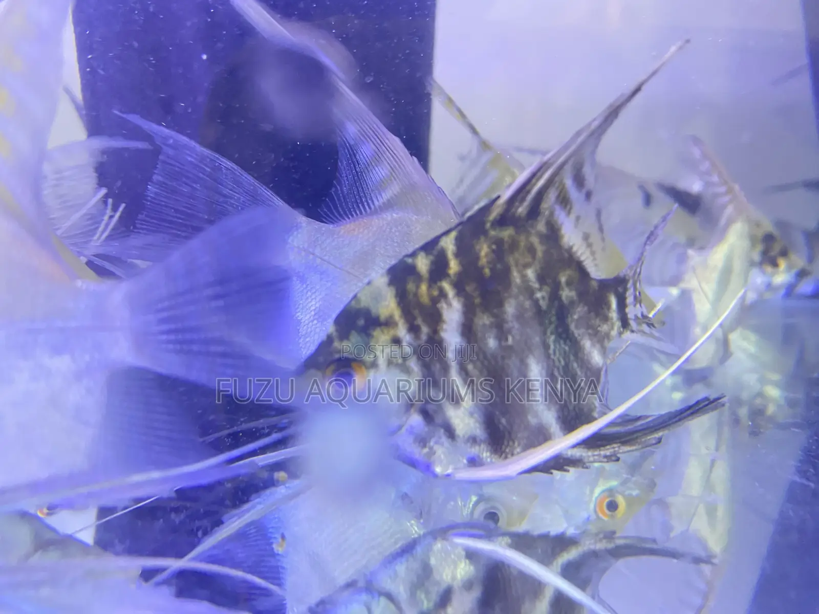Silver Marble Angelfish – Grace in Motion