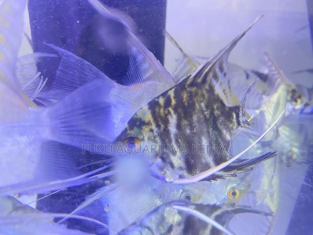 Silver Marble Angelfish – Grace in Motion - main view