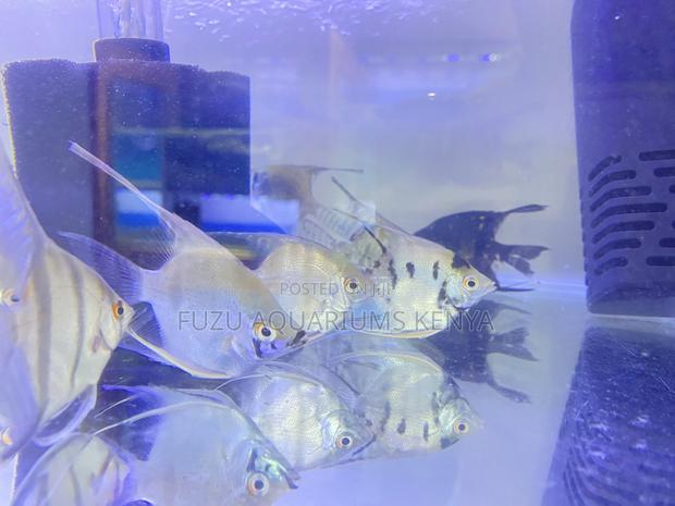 Angelfish Lovers’ Dream – Top Quality - main view