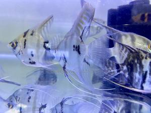 Freshwater Angels – Angelfish Available Now - thumbnail 2