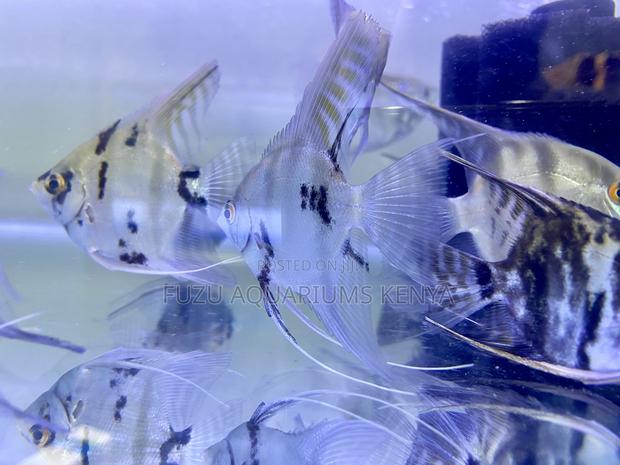 Freshwater Angels – Angelfish Available Now - main view