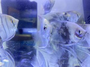 Affordable Angelfish – Home Delivery - thumbnail 2