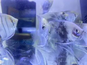 Affordable Angelfish – Home Delivery