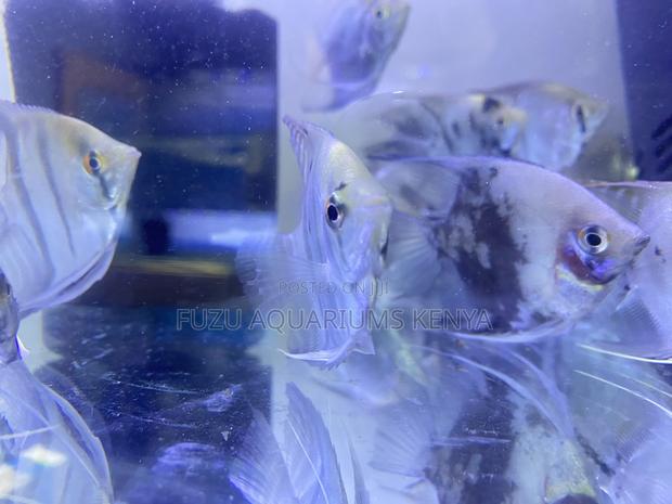 Affordable Angelfish – Home Delivery - main view