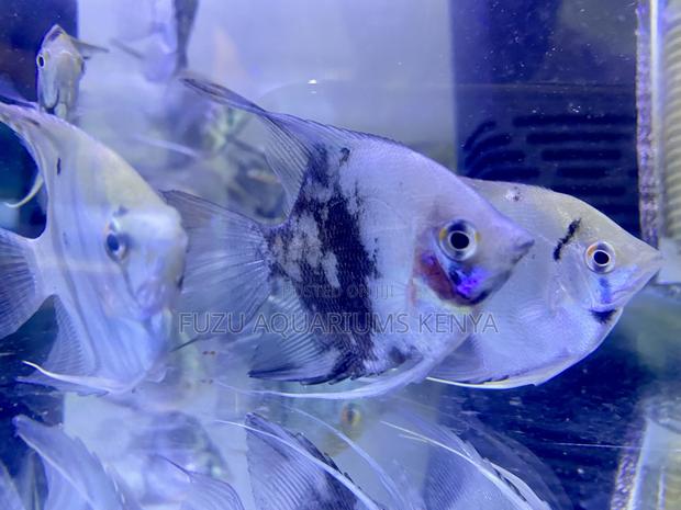 Beautiful Fins, Peaceful Nature – Angelfish - main view