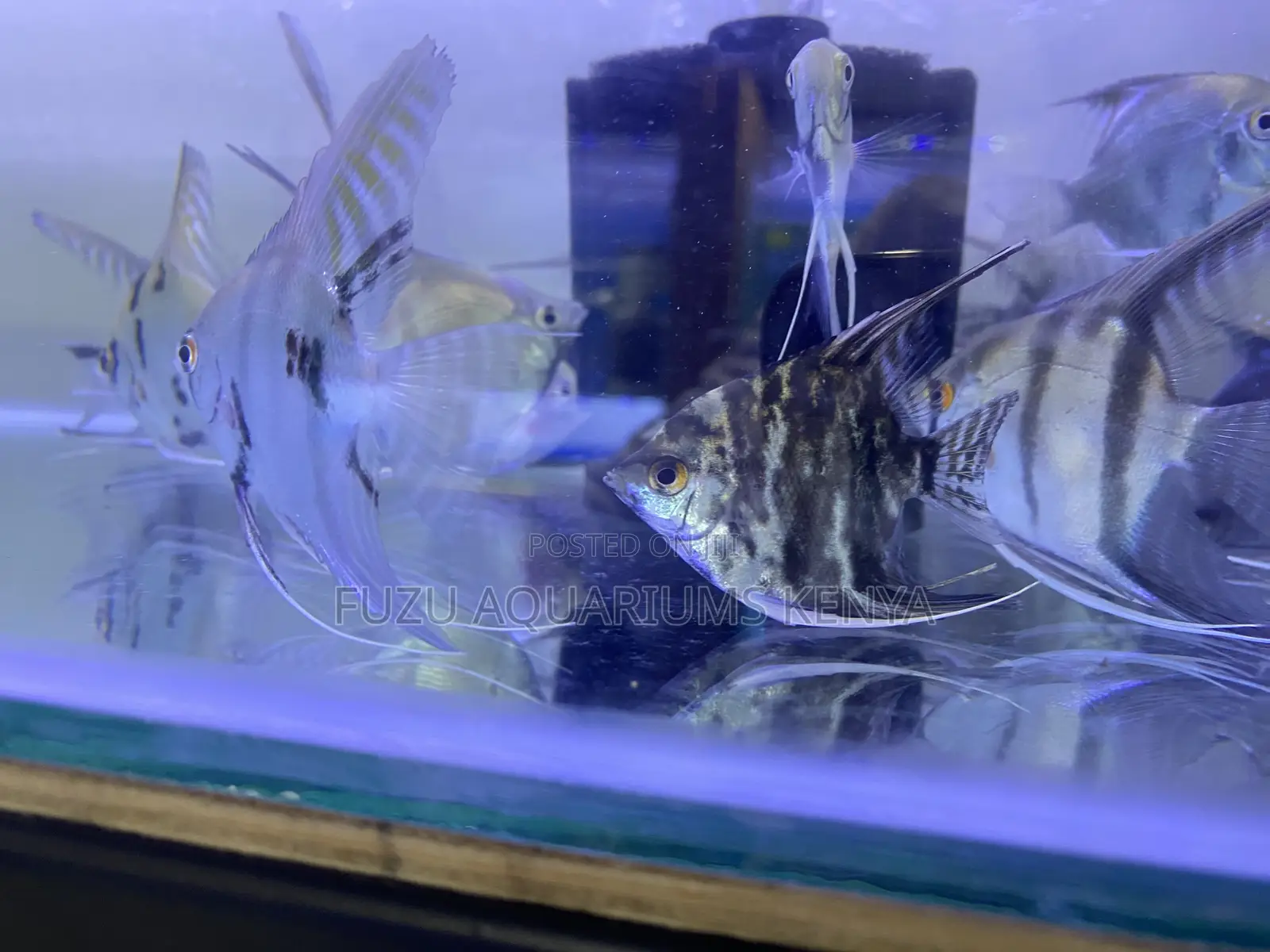 Long-Lived and Hardy Angelfish