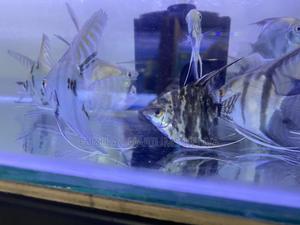 Long-Lived and Hardy Angelfish - thumbnail 2