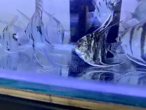 Majestic Angelfish for Your Aquarium