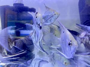Aquatic Angels – Angelfish - thumbnail 2