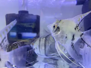 Enhance Your Tank With Stunning Angelfish