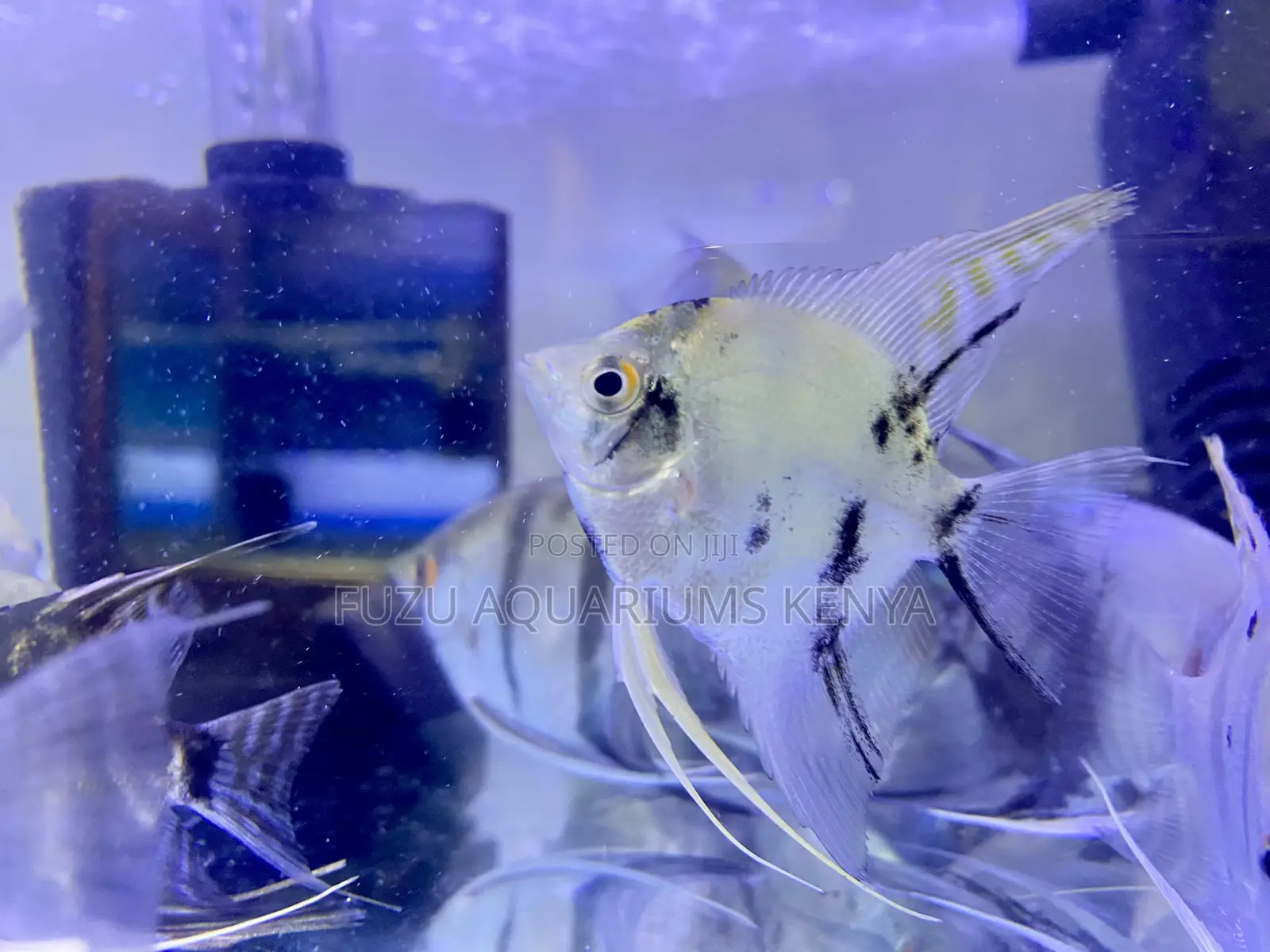 Enhance Your Tank With Stunning Angelfish