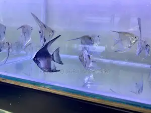 Captivating Angelfish for Hobbyists