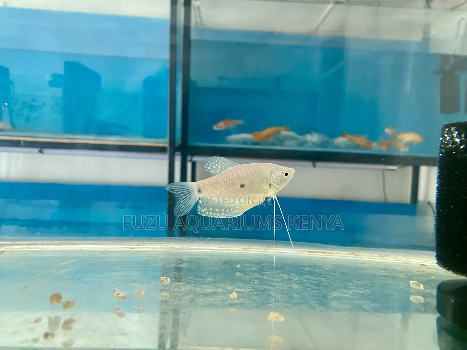 Majestic 3 Spot Gourami Fish