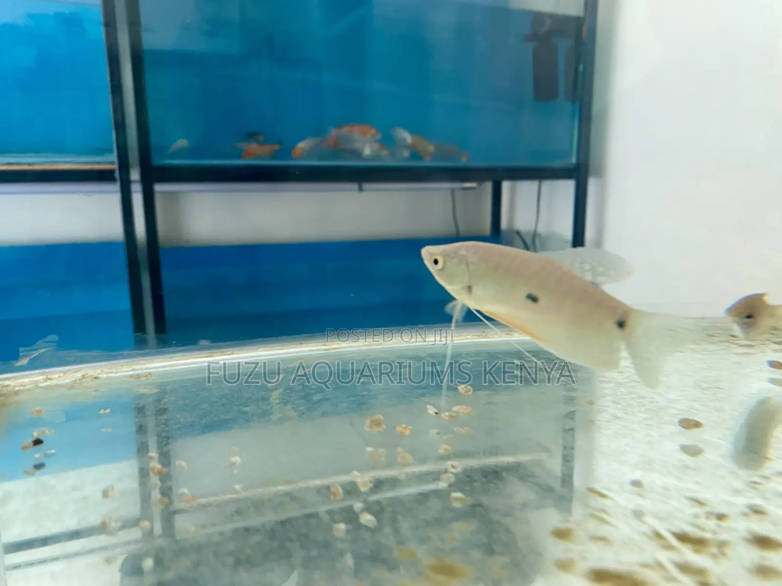 Beginner-Friendly 3-Spot Gourami – Vibrant