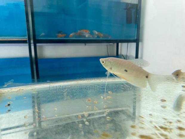 Beginner-Friendly 3-Spot Gourami – Vibrant - main view