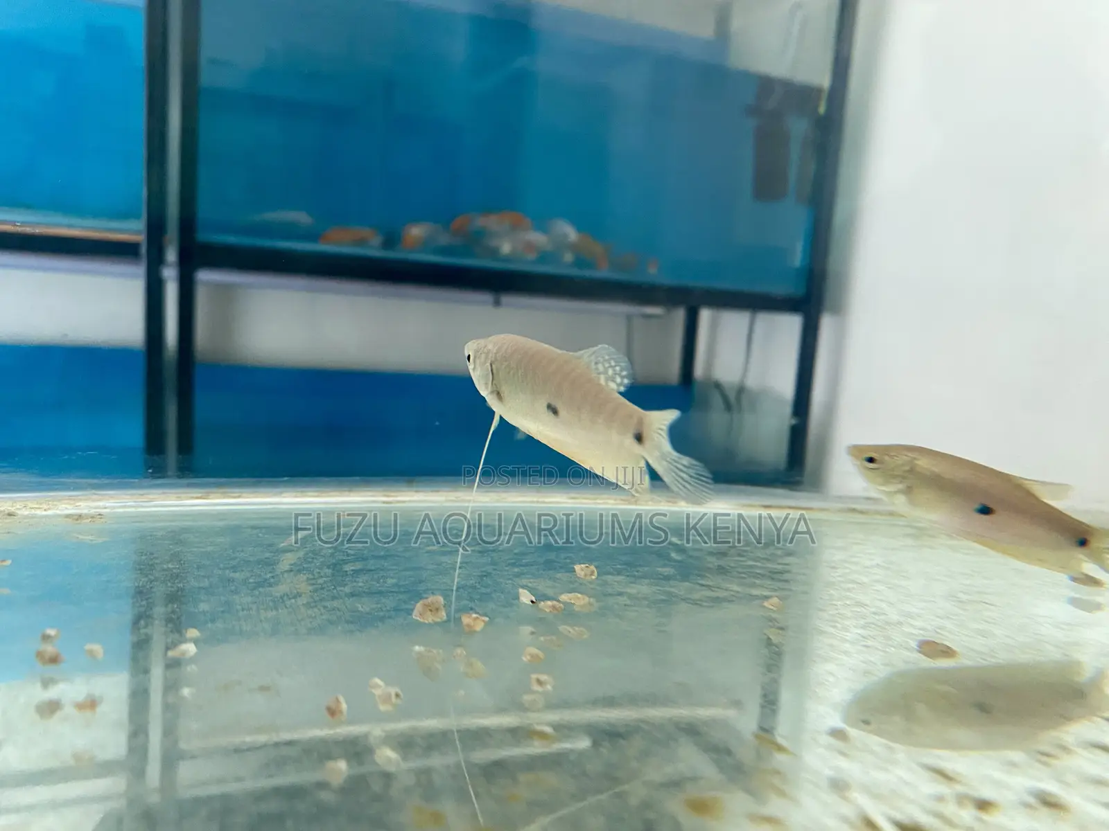 Add Sparkle to Your Aquarium With Blue 3-Spot Gourami