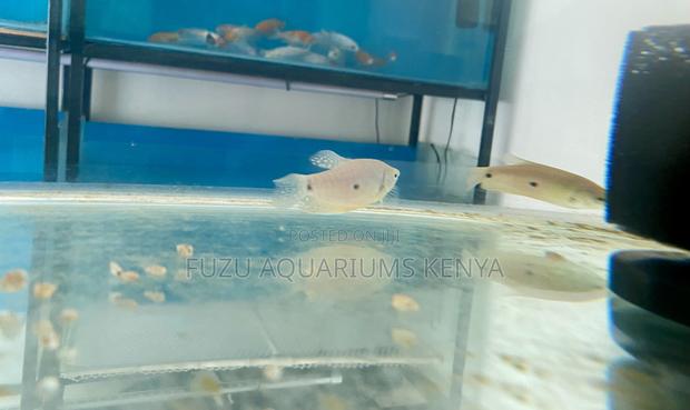 Beautiful 3-Spot Gourami Peaceful Hardy Fish for Your Tank