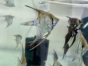 Peaceful Schooling Angelfish - thumbnail 2