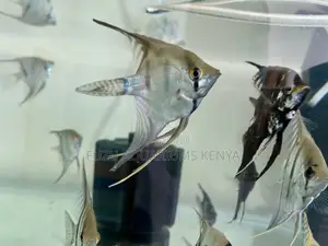 Peaceful Schooling Angelfish