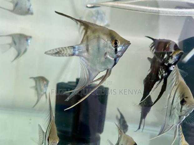 Peaceful Schooling Angelfish - main view