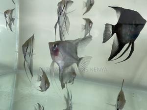 Top-Quality Angelfish – Healthy Active - thumbnail 2