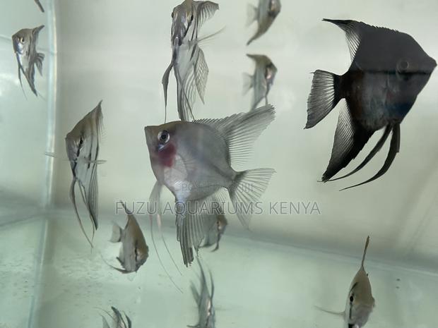 Top-Quality Angelfish – Healthy Active - main view