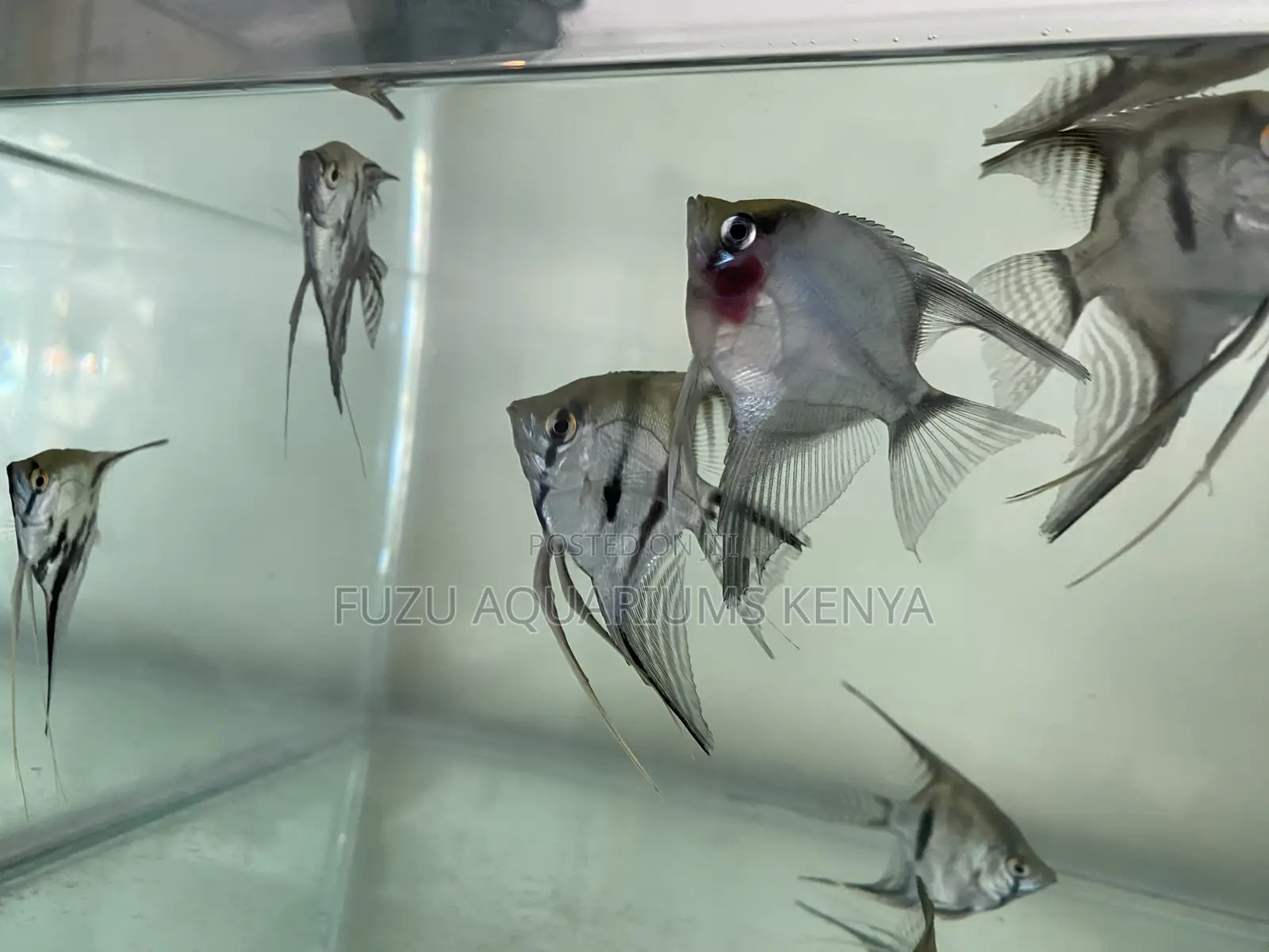 Tropical Angels – Great for All Tanks(Angelfish)