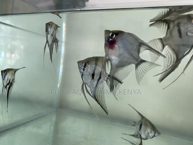 Tropical Angels – Great for All Tanks(Angelfish) - main view