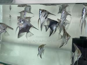 Graceful Affordable Angelfish - thumbnail 2