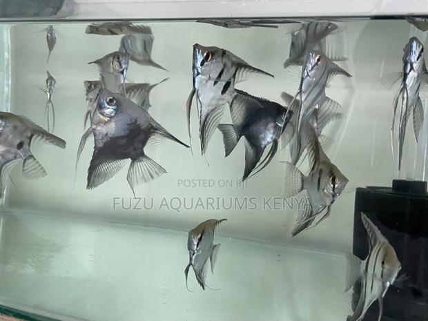 Graceful Affordable Angelfish - main view