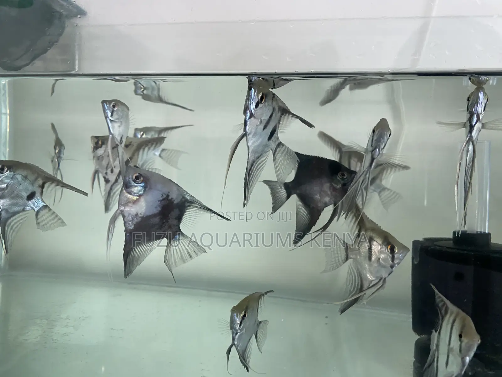 Mesmerizing Fin Movement – Angelfish
