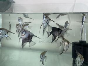 Mesmerizing Fin Movement – Angelfish - thumbnail 2