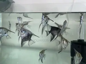 Mesmerizing Fin Movement – Angelfish