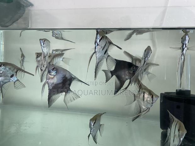 Mesmerizing Fin Movement – Angelfish - main view