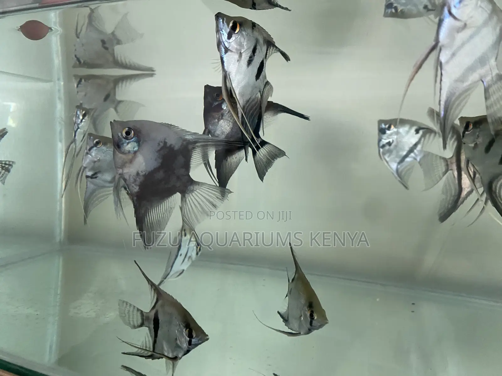 Great Addition to Planted Tanks – Angelfish