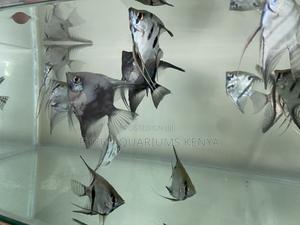 Great Addition to Planted Tanks – Angelfish - thumbnail 2