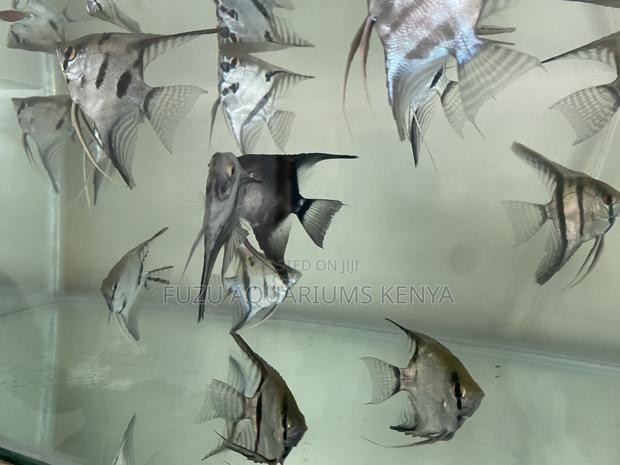 Must-Have Freshwater Angelfish - main view