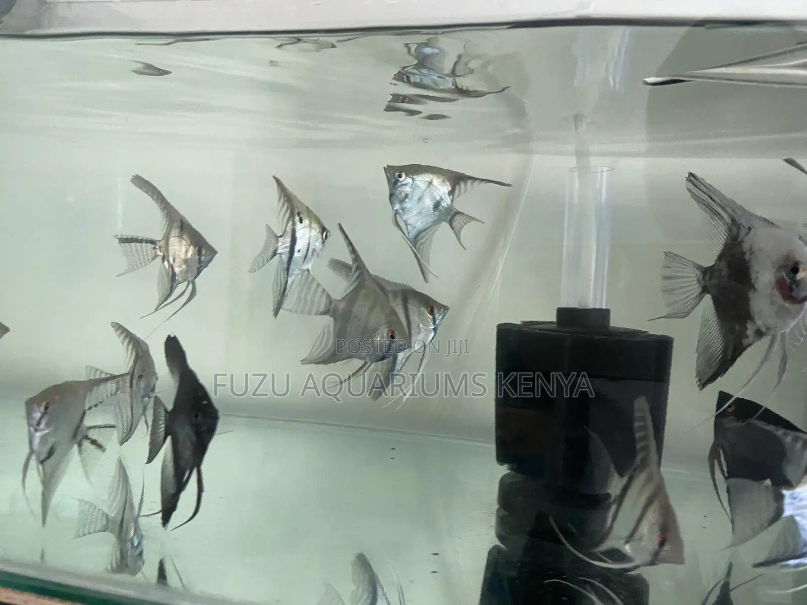 Aquascape Essential – Beautiful Angelfish