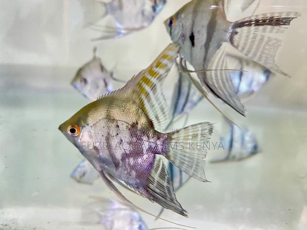 Unique Pattern Silver Angelfish - main view